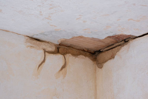 Best Mold removal after water damage  in Bull Shoals, AR