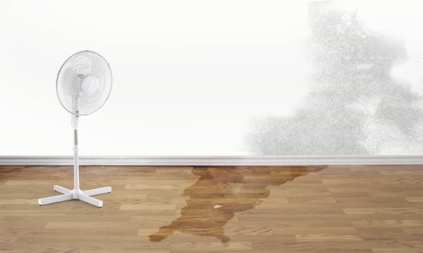 Best Water damage restoration near me  in Bull Shoals, AR